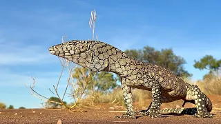 Catching Australia’s Largest Lizard in the Outback, The Perentie