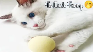 OMG Cute Baby Cat Playing With Ball ||Cute & Funny Baby Cat Compilation 2024 Part 2🥰