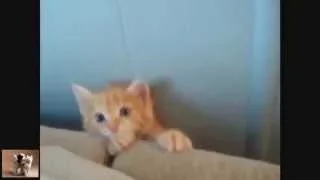 Best funny cats. Приколы с котами и животными. Свежие приколы 2015