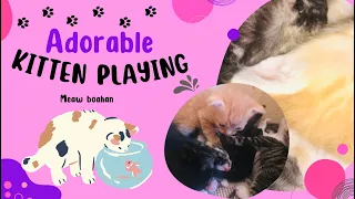 Adorable Kittens Playing - Super cuteness overload!😻