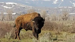 Bison: Our national mammal?