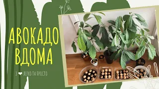 5 причин вирощувати АВОКАДО вдома 🌿🥑