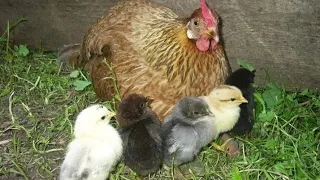 Рекомендации по содержанию цыплят яичной и мясо-яичной породы.