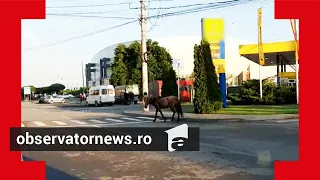 Apariție neașteptată în traficul craiovean