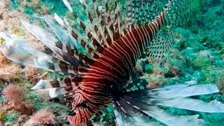 Eradicating lionfish, killing spree!