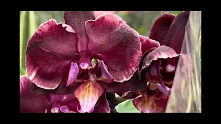 Прекрасное поступление орхидей в Леруа Мерлен. Шикарная незнакомка!