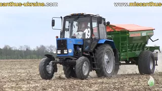 Выращивание и уборка мискантуса гигантского/Cultivation and harvesting of giant miscanthus