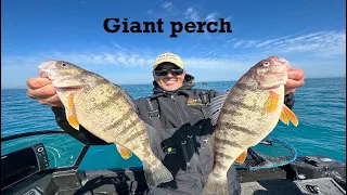 Giant Spring Perch (15"+)