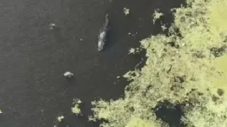 Gator attacks, kills dog in Auburndale