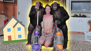 CHIMPANZEES LEARN HOW TO CLEAN A HOUSE!
