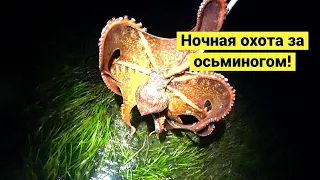 Поймал и приготовил осьминога // Night octopus hunting! (Eng Subs)