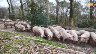 LUR BERRI - À Orist, le cochon IGP