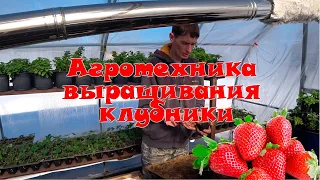 Агротехника выращивания клубники. Как получить хороший урожай.