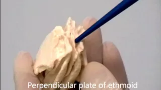 Osteology of the Skull: 10 Ethmoid Bone