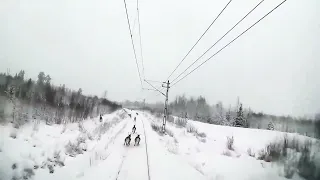 deer herd hit by train