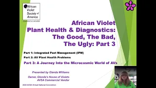 African Violet Plant Health & Diagnostics: The Good, The Bad, The Ugly (Part 3 of 3)