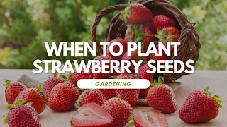 When To Plant Strawberry Seeds