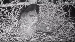 Great Horned Owl attacks Great Blue Heron Predates Nestlings 10 May 2017