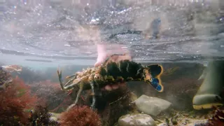 Marine Conservation, Releasing Pregnant Lobsters Back Into The Wild ,with Craig Evans