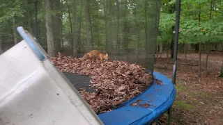 Fox Trapped on Trampoline