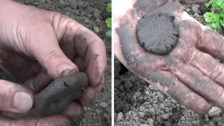 Проверьте состав почвы на вашем участке Это легко сделать  своими руками