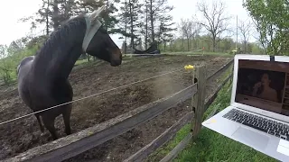 HOW MY HORSE REACTS TO THE 5th element diva dance GOPR1143