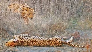 Cheetah with Broken Back Tries Running After Leopard Attack