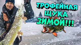 Трофейная щука зимой! Ловля большой щуки на жерлицы!