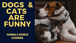 Cats & Dogs In Funny Situations - Try Not To Laugh (2020)