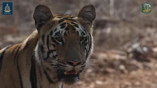 Tadoba Andhari Tiger Reserve || New Series 2021 || Nimdela Trailer