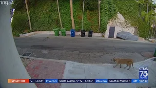 Doorbell cam captures large mountain lion roaming Hollywood Hills neighborhood