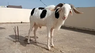 le plus beau  mouton du senegal