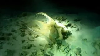 SCUBA Diving Egypt Red Sea - Underwater Video Day and NIGHT !HD!