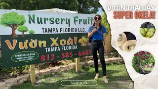 Vườn trái cay ngay tại tampa Florida 🔥🔥🔥