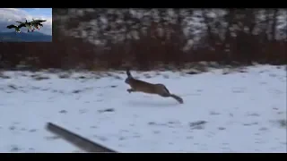 Охота на зайца и лису (Hare and Fox hunting)