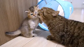 Aunt Kiki the cat licks Lili's kitten. It is a happy scene...