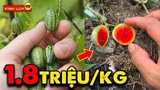 🔥 7 Loại Quả Kỳ Lạ Nhất Thế Giới Siêu Tý Hon Mà Giá Thì SIÊU KHỔNG LỒ | Kính Lúp TV