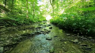 4K - Calm spring water in the sunny forest, singing birds, forest sounds, sleep, focus, relax, asmr