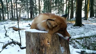 В поисках рыжей плутовки лисы, охота на лису