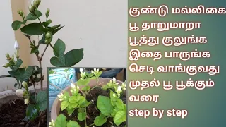 குண்டு மல்லிகை செடி வளர்ப்பு/ how to grow jasmine plant in Tamil/ jasmine plant fertilizer and care