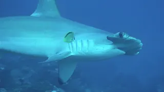 COCOS ISLAND, COSTA RICA ,Okeanos Aggressor I, JULY 2021