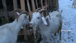 Поговорим про коз….козы и козлята//