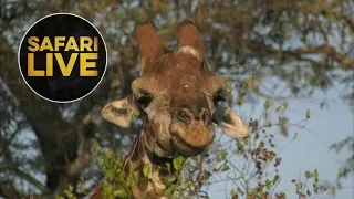 safariLIVE - Sunset Safari - June 3, 2018