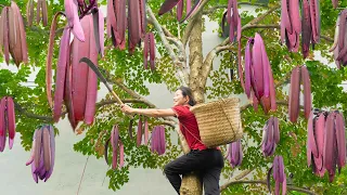 Harvesting Damocle Fruit - The sword hanging on a giant edible tree and a strange way to prepare it