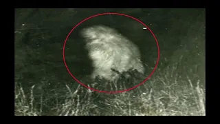 The Clearest Images of Bigfoot Ever Captured [pt.8]