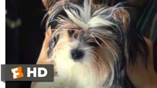 A Dog's Journey (2019) - Making up With Mom Scene (6/10) | Movieclips