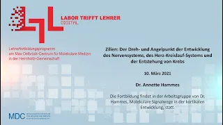 Labor trifft Lehrer – digital! Dr. Annette Hammes über Zilien | #LTL