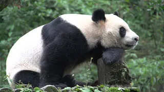 Aww 💗 Funny , Boring  And Cute Panda Compilation 💗 - Tricksy Pets Video 2020