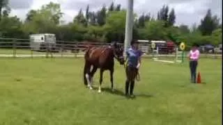 "OWHATANIGHT" PtHA 2007 Black/Tobiano Gelding (Showmanship-WInning Class)