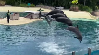 GONE WILD ! ! Dolphin Show Pt 1